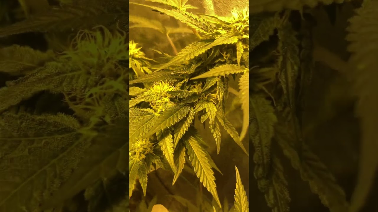 gelato 33/37 #growth #garden #plants #hiphop #plantis #indorgrow #weed #growlove #Cannabis #Ganja