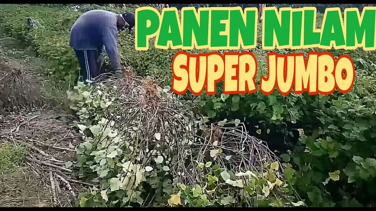 CARA PANEN NILAM YANG BAIK DAN BENAR, CARA PRAKTIS HASIL MEMUASKAN