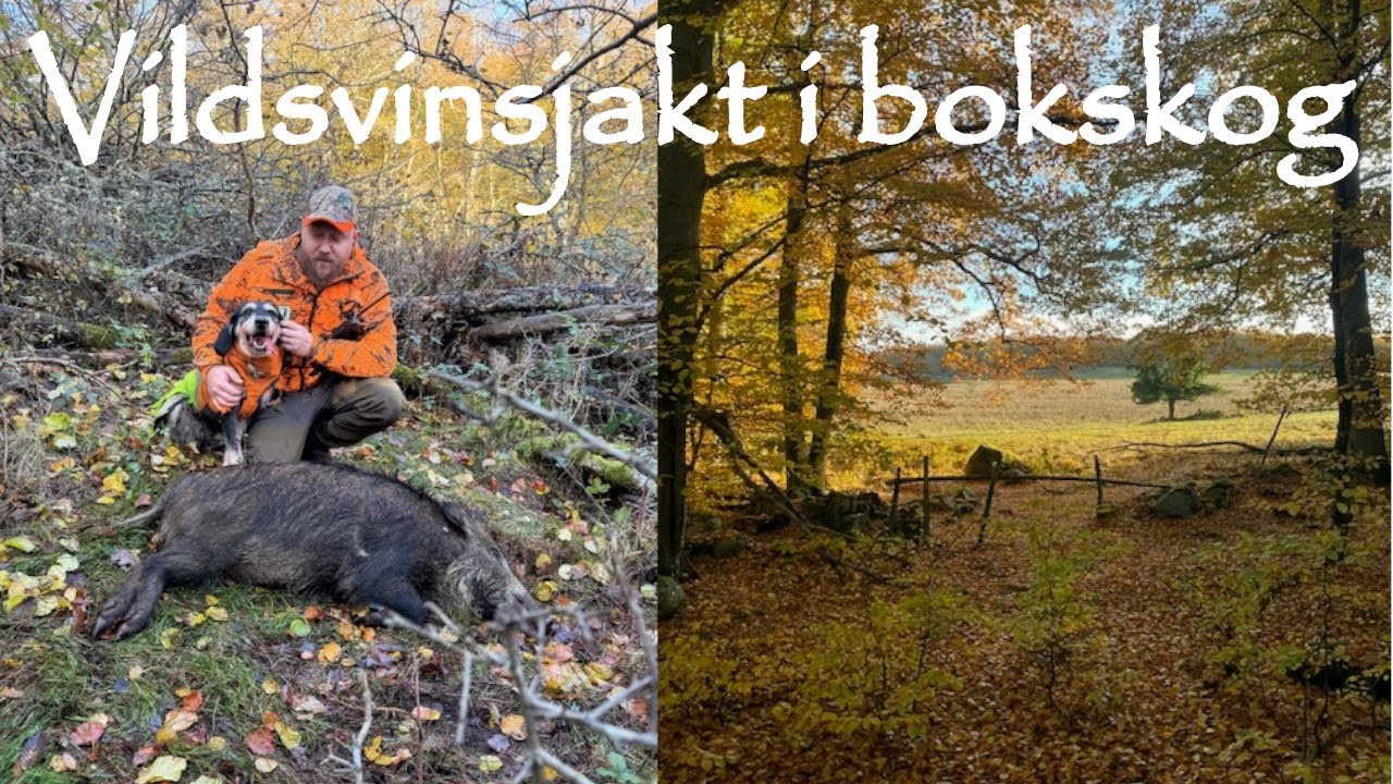 Sp&auml;nnande Drevjakt i fantastisk natur 🐗 &ndash; Macke Skjuter p&aring; St&aring;nd & Drev