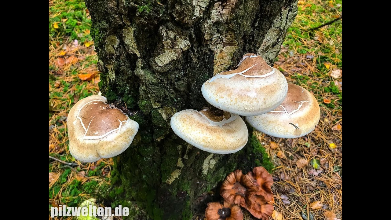 Birkenporlinge ernten und verarbeiten | Heilpilz | Vitalpilz | Piptoporus Betulinus