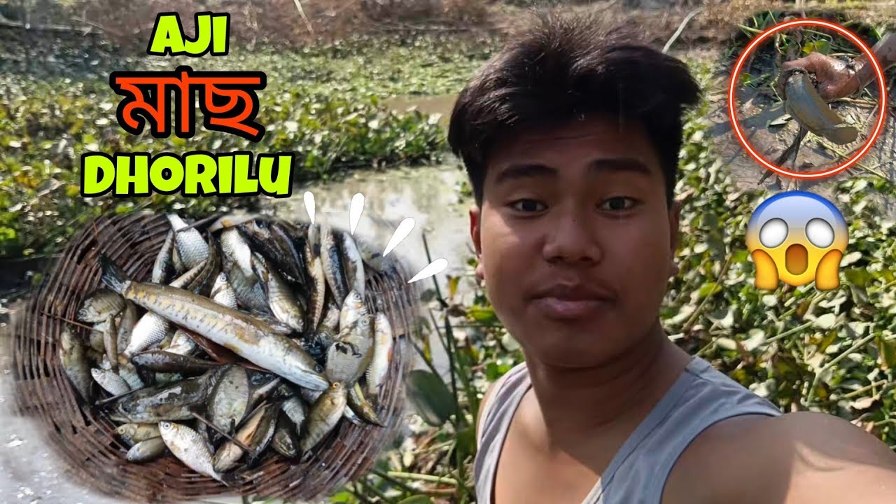 Maas Dhorlu আজি 🦈😃 || ডাঙৰ মাছ palu 😲 @JumanBVlogs21