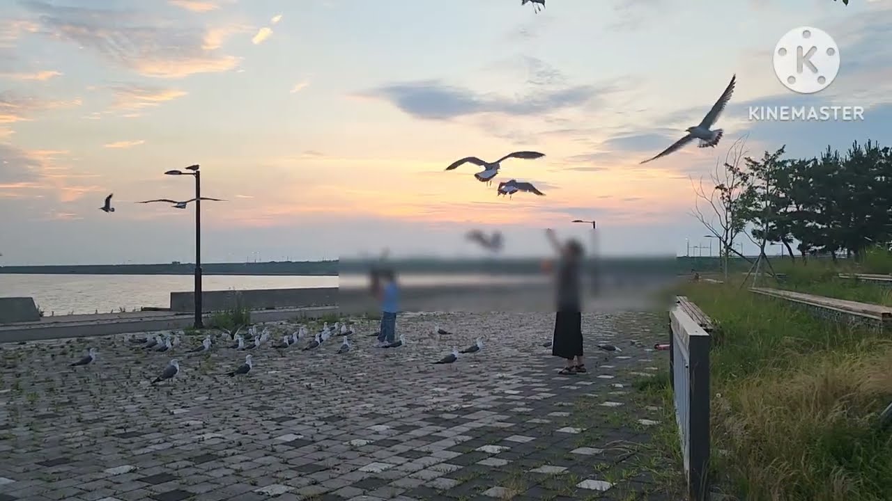 Part 1 : Exploring in Siheung city/ watching feeding Seagulls/sunset
