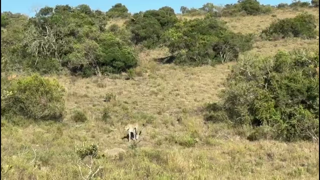 Meet the Adorable New Cheetah Cubs at Amakhala Game Reserve