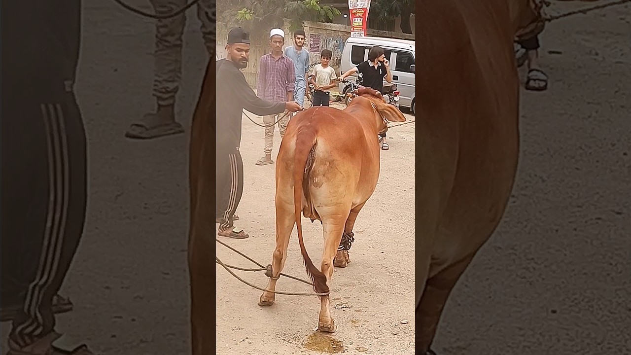 🥺 Khuda Hafiz mere yara 😢🥲 #cowlover #sad #status #cow #cattle #bull #shorts #short #qurbani #viral