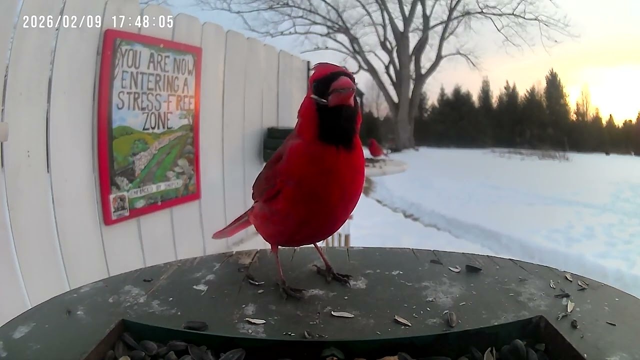 Cardinal Watching