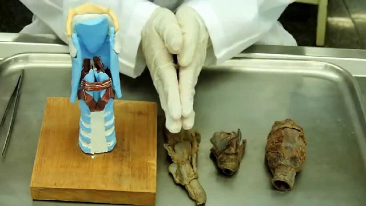 Anatomia da Laringe Vídeo Aula
