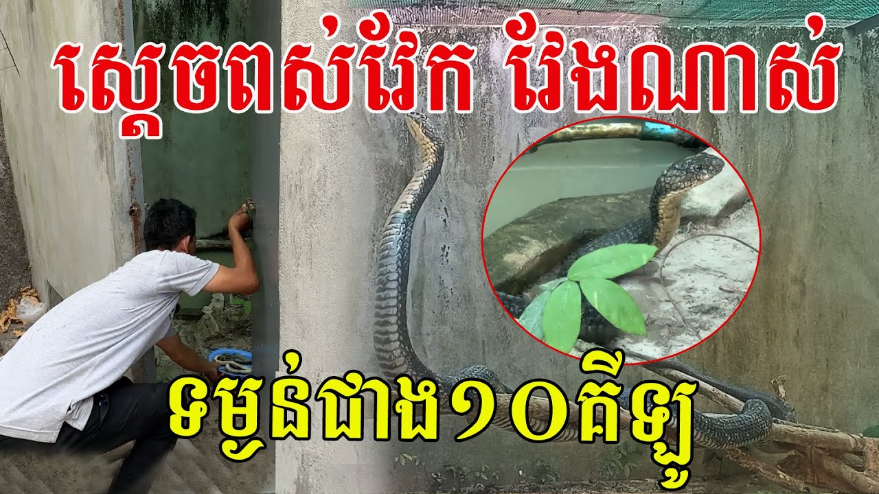 ស្តេចពស់វែកកម្របានឃើញណាស់ ប្រវែងជាង៤ម៉ែត្រ ទម្ងន់លើស១០គីឡូក្រាម