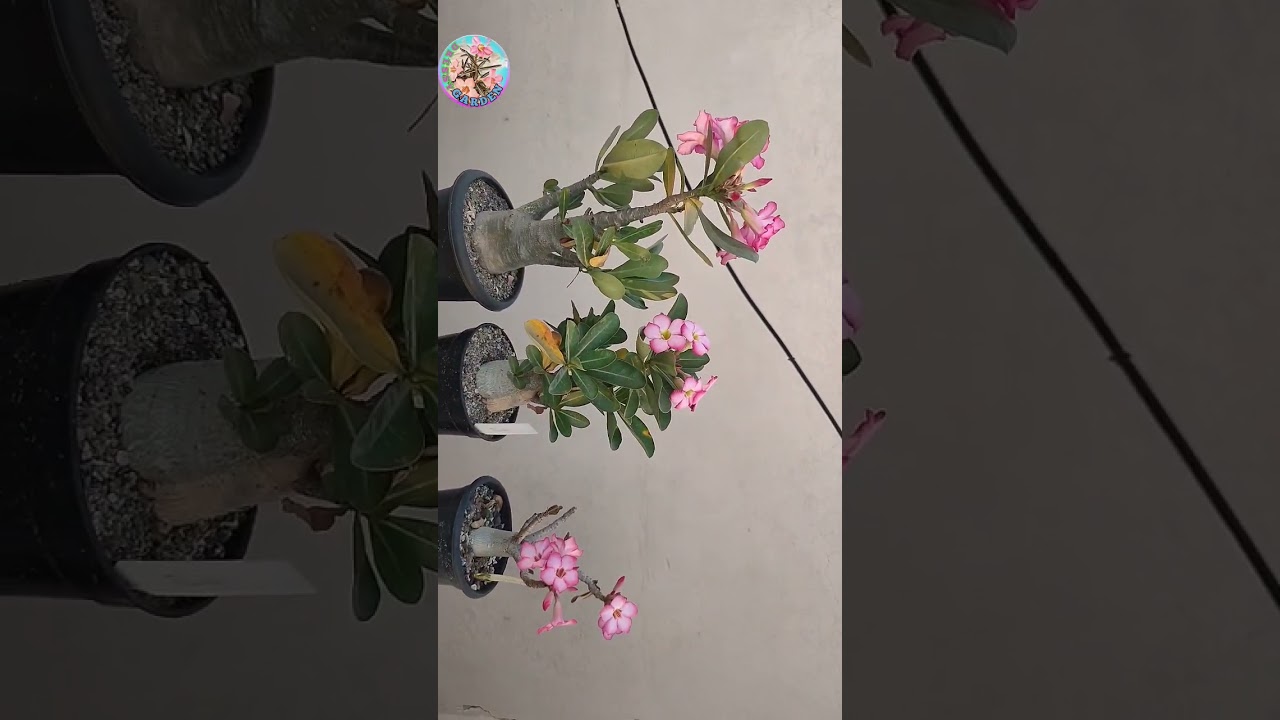 Adenium flowering secret tips: Proven Techniques #blueboxshorts #adeniumcare #india #biosphereflora