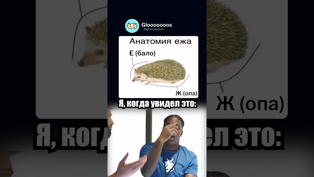 Анатомия ежика 🦔 #мем #мемы #memes