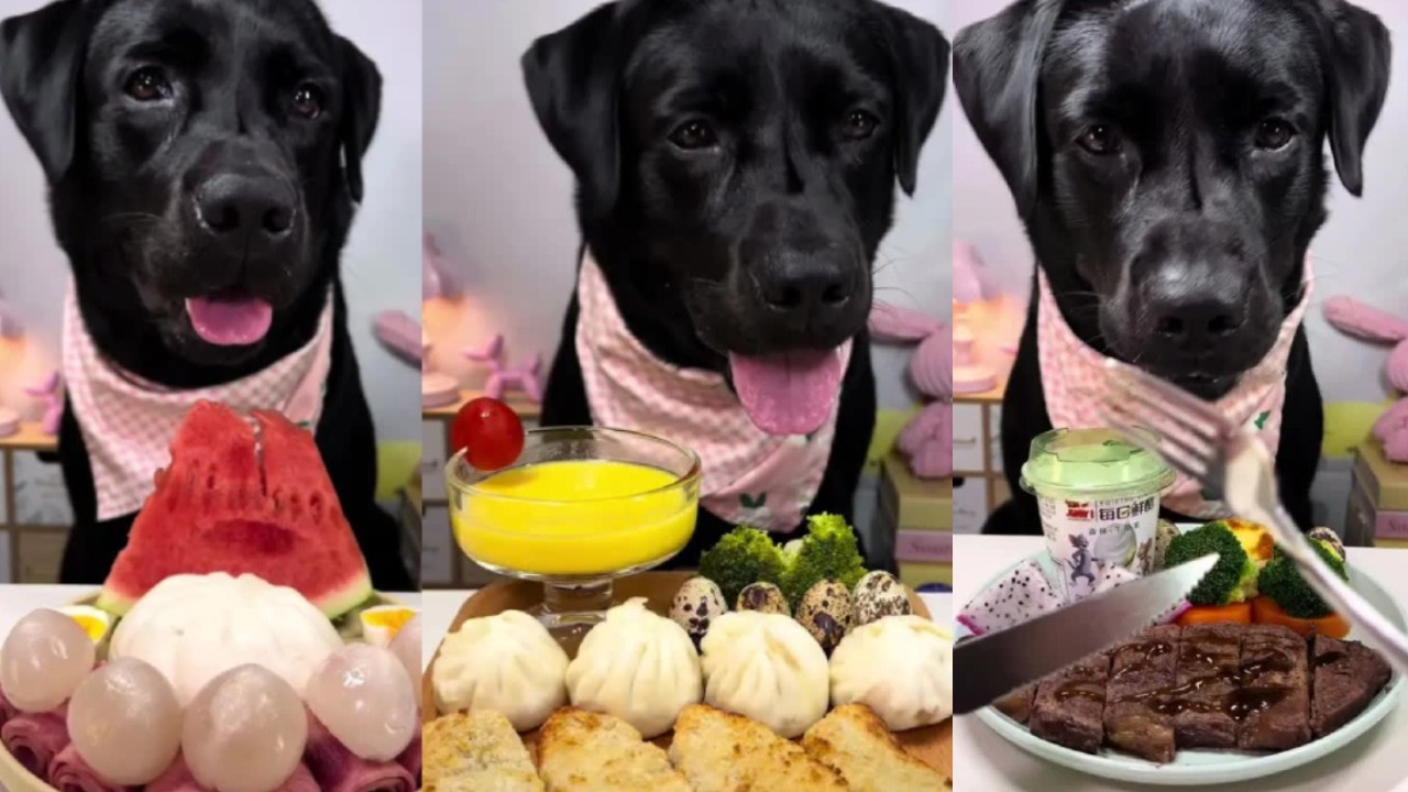ASMR Dog Mukbang 🐶 | Black Labrador's Immersive Feast: Fluffy Steamed Buns & Juicy Lychee