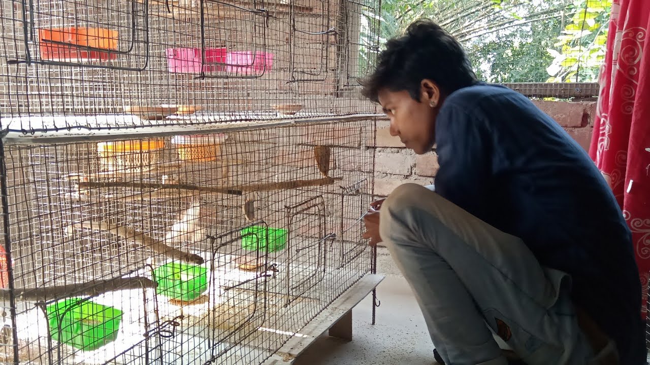 Visit Koushik Bhi ka finch setup
