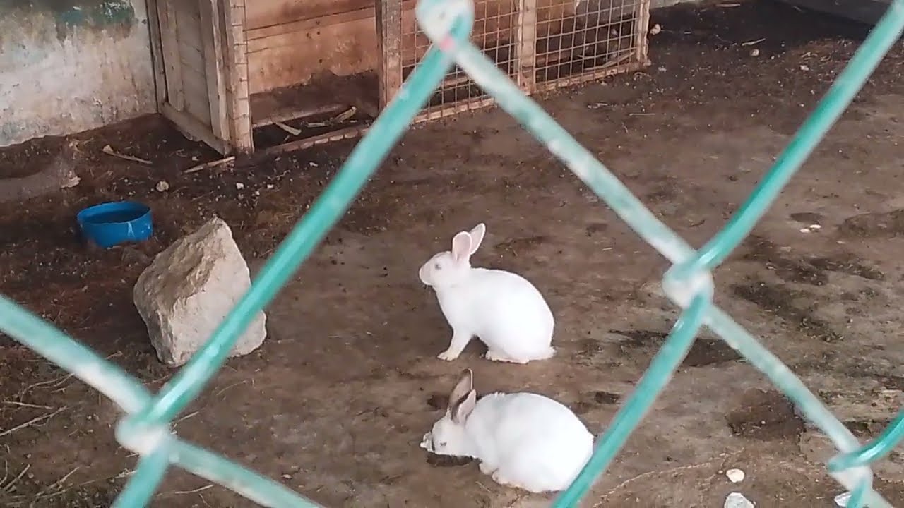 Wow!! This is secret side of these small animal you can't imagine.am lwijisyo 