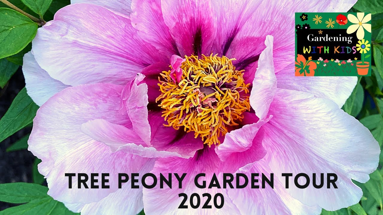 Tree Peony Garden Tour 2020