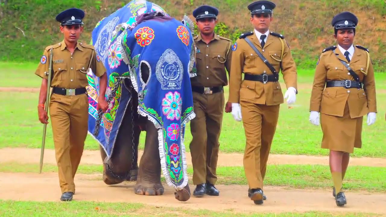 Sri Lanka Police Abeetha Elephant
