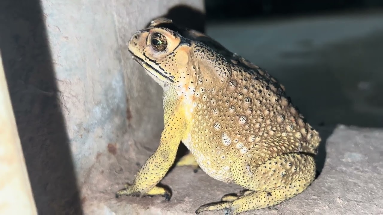 Life of toad in the night-action toad 🐸