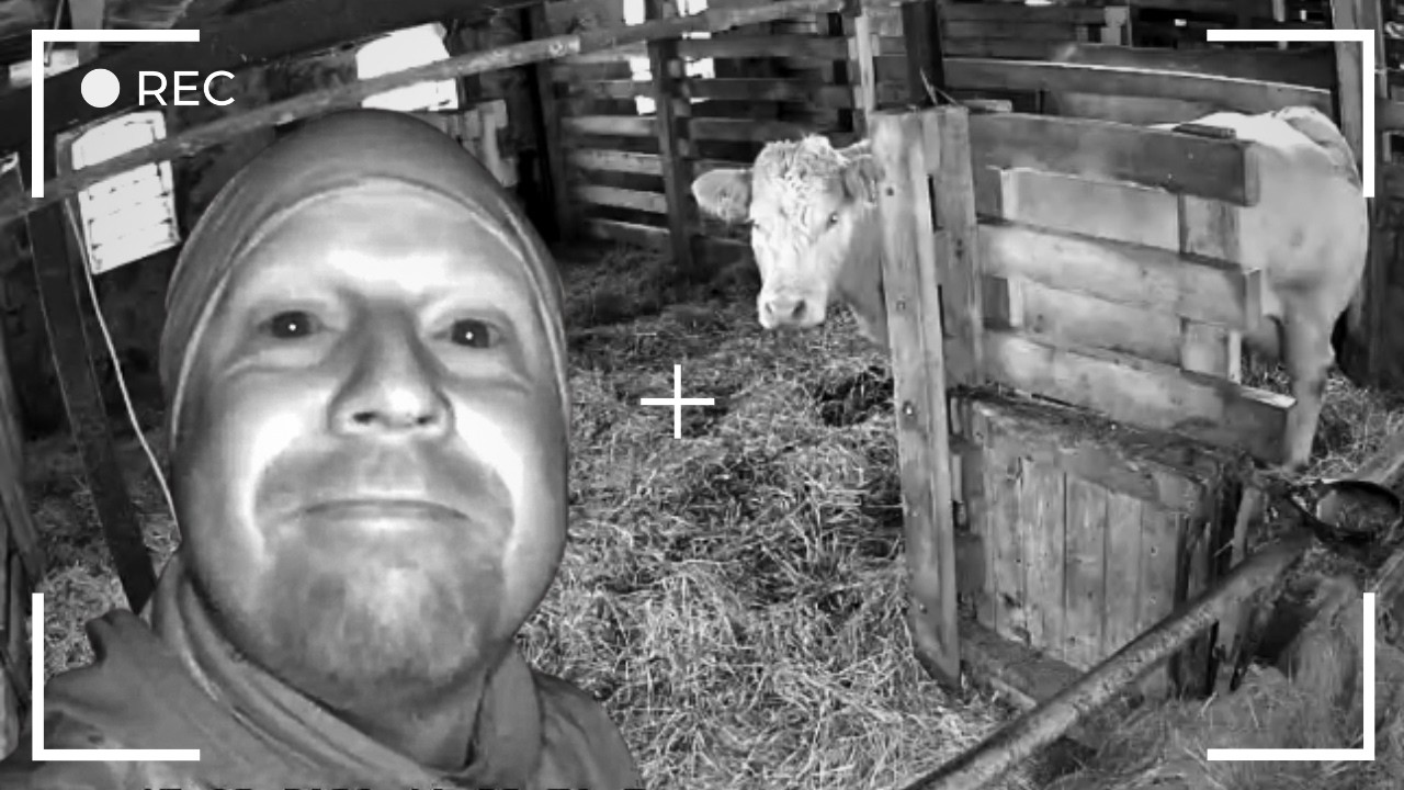 Ny kalv - fanget på overvågningen