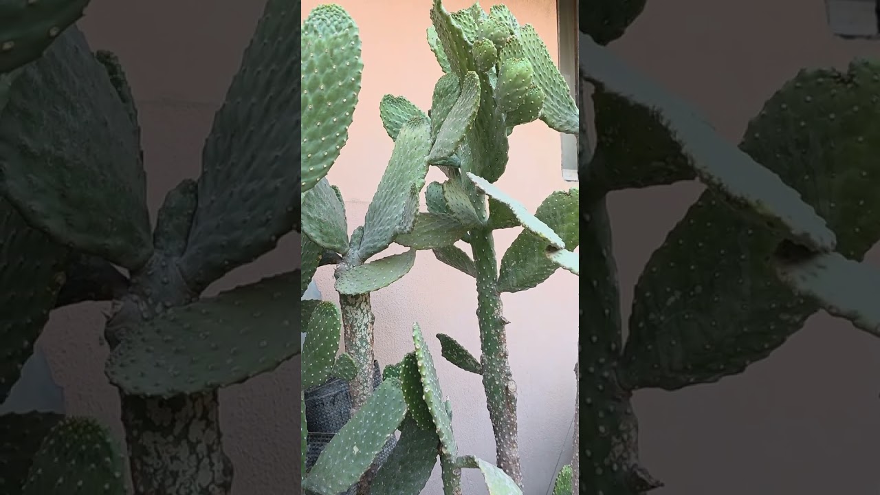 MY Love My Stress Reliever My Indoor and Outdoor Plants at Home