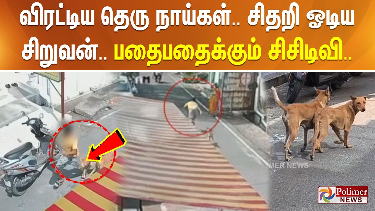 விரட்டிய தெரு நாய்கள்.. சிதறி ஓடிய சிறுவன்.. பதைபதைக்கும் சிசிடிவி..