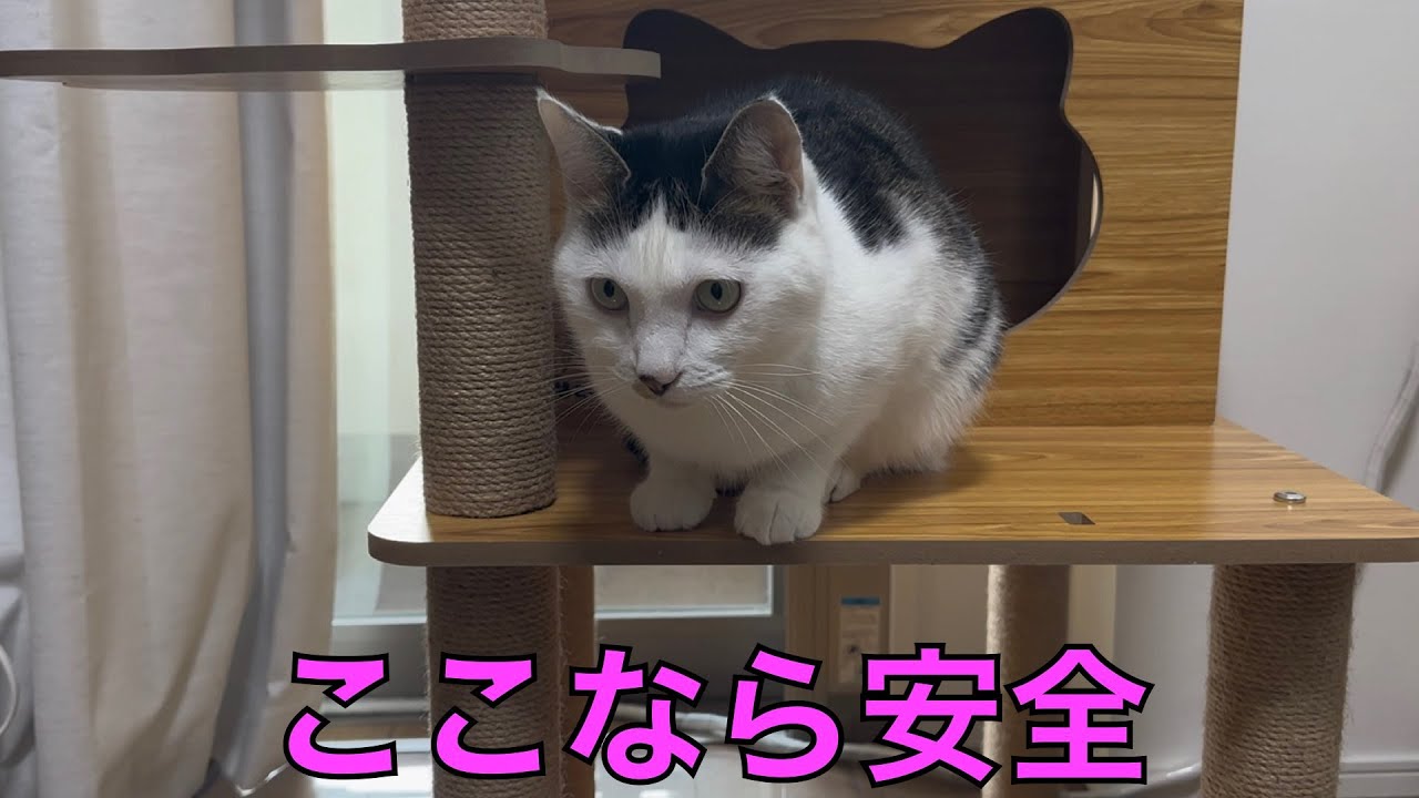 保護猫ナターシャの527日目：ルンバ回避のひらめき