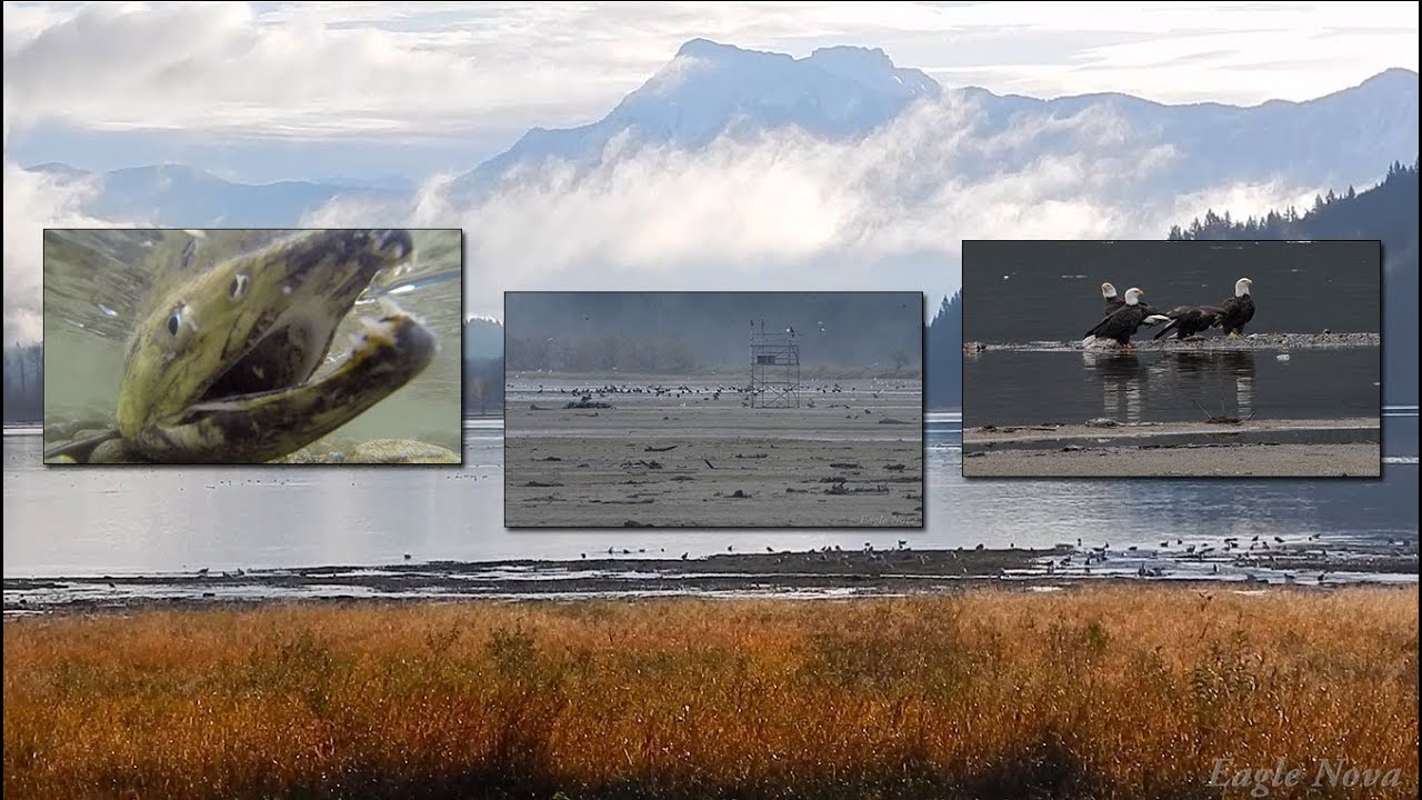 Harrison Mills, BC Salmon & Bald Eagles / Eagle Nova Films