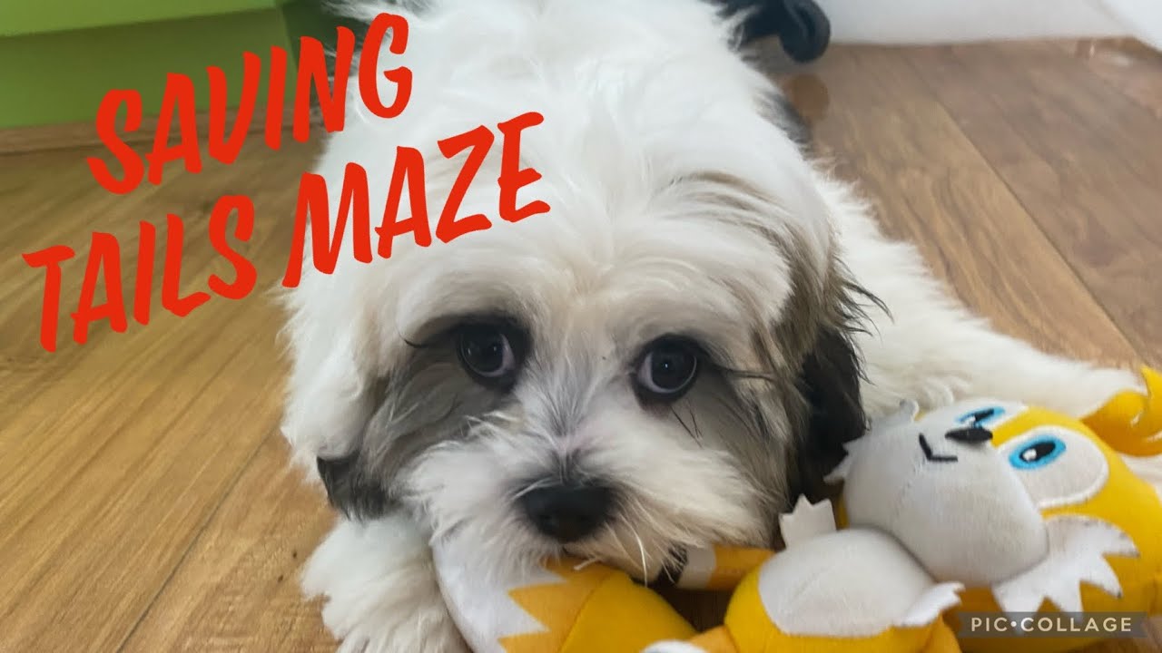 Saving tails maze for Chappy 😍😍