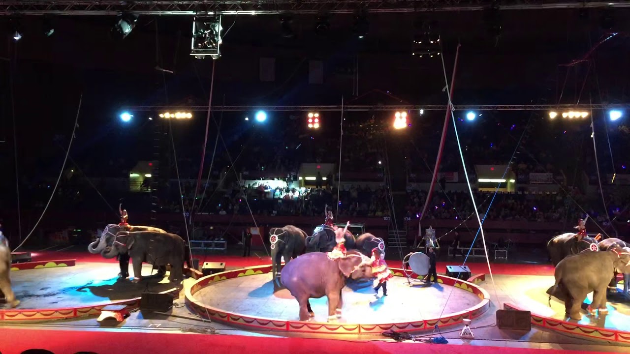 All three rings circus elephants the Tarzan zerbini shrine circus