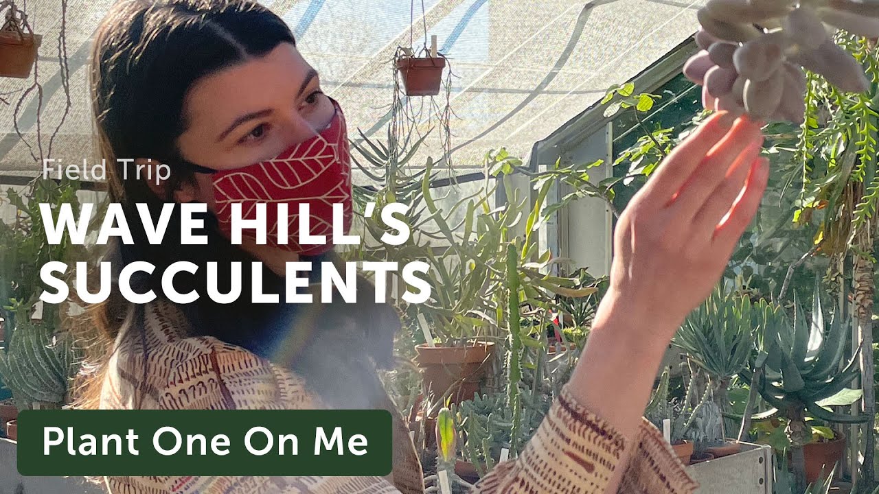 Экскурсия по теплице WAVE HILL'S SUCCULENT — Эпизод 214