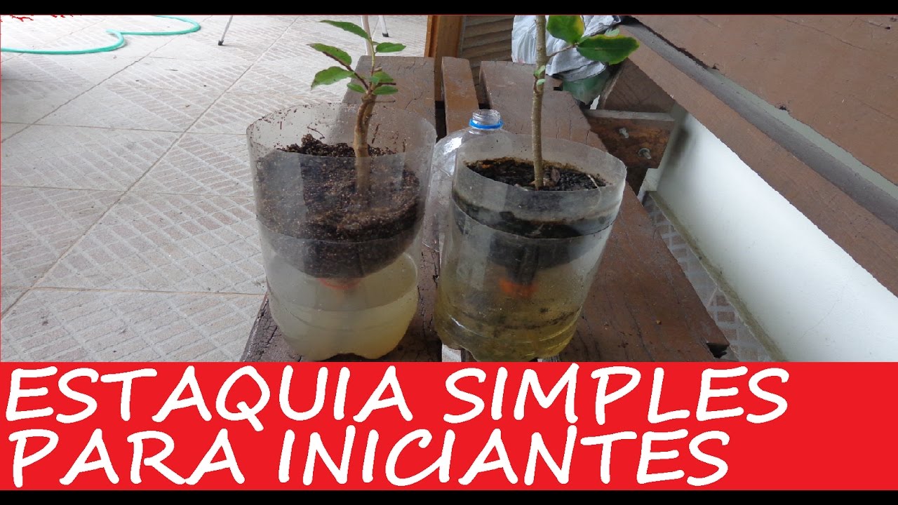 Estaquia Prática, Simples e Eficiente para Iniciantes (crie novas plantas através de galhos)
