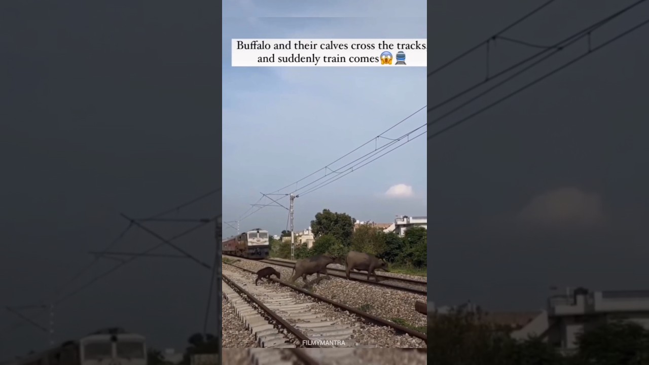 Buffalo Train accident 😱😱#viralshorts_  @viral