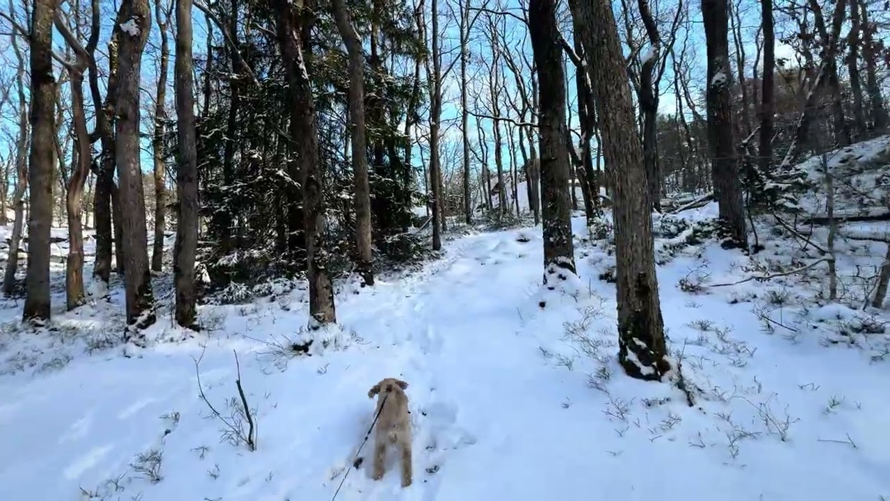 Forest walk accompanied by dog in lots of snow. POV | February