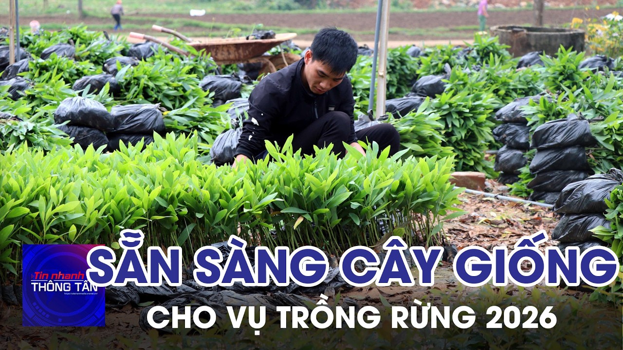 Sẵn sàng nguồn cây giống chất lượng cho vụ trồng rừng 2026 | Tin nhanh Thông tấn