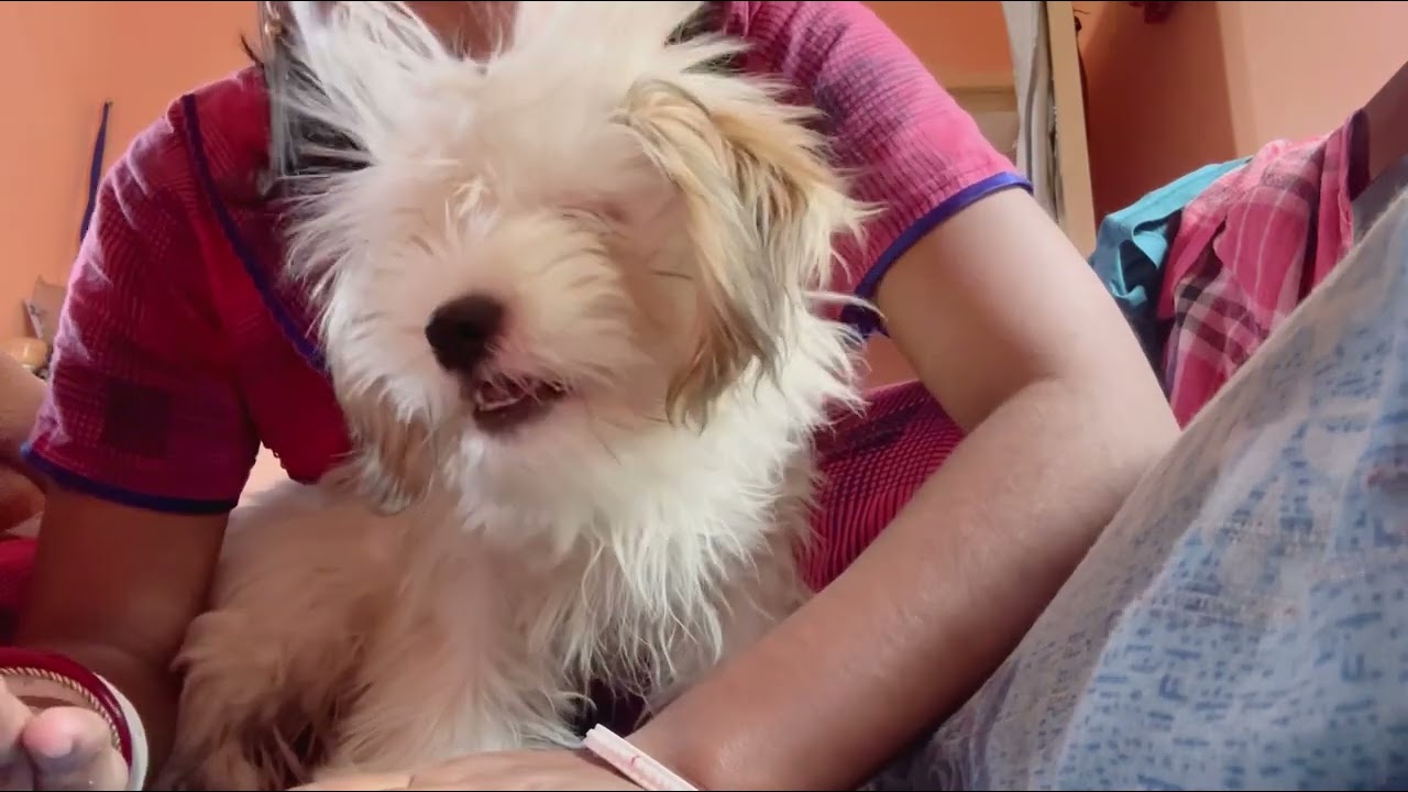 Aj breakfast e ki khelo kuttus#animals#dog#pets#dailyvlog#dailyupdates#morning#everyone#love#support
