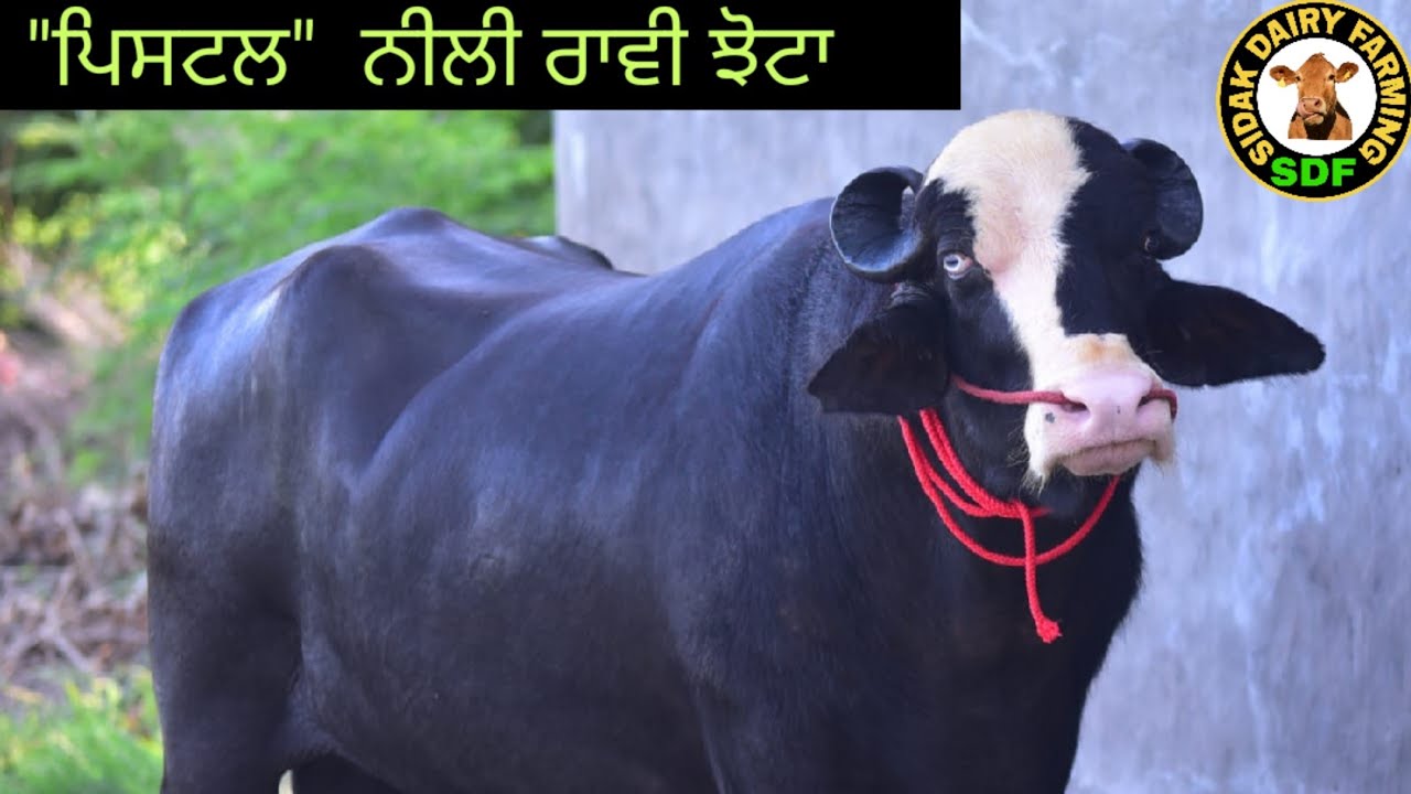 Neeli Ravi Bull 