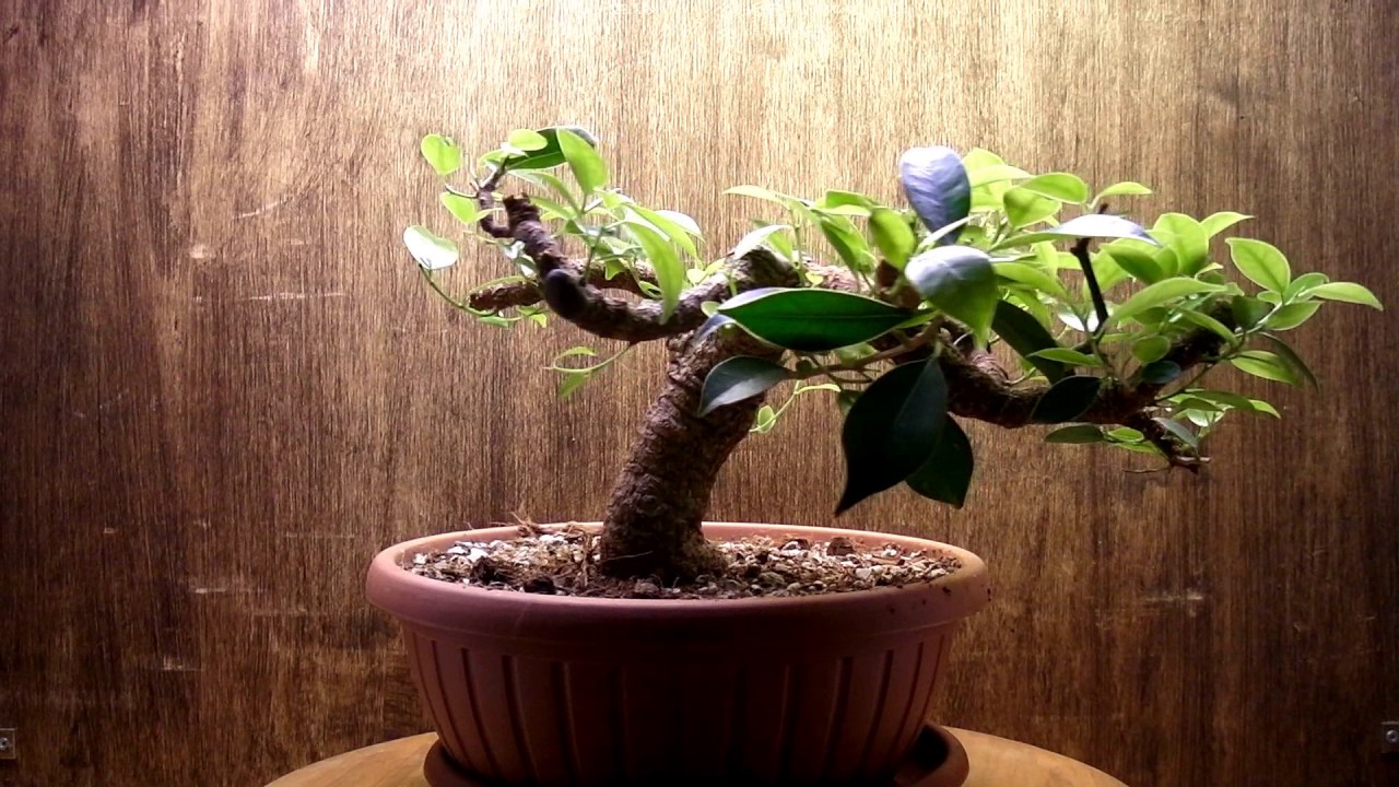 Ficus retusa 7 years in training bonsai with music