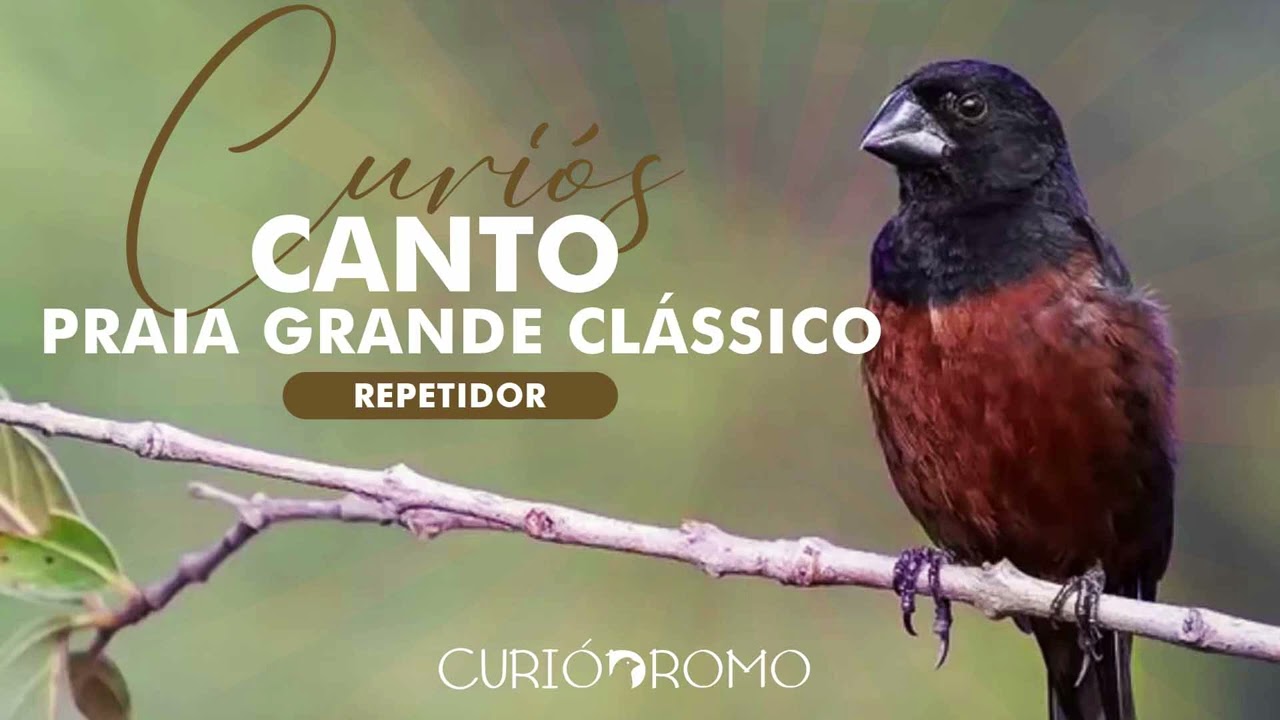 Curiós | Canto Praia Grande Clássico | Repetidor