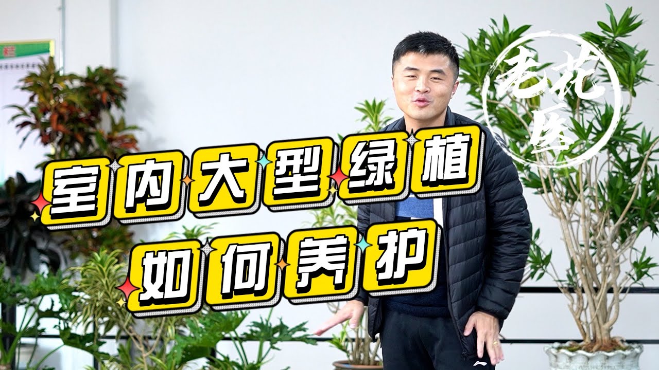 冬季弱光、不通风的室内，我是如何养护大型绿植的？Tips for indoor big plants cultivation.