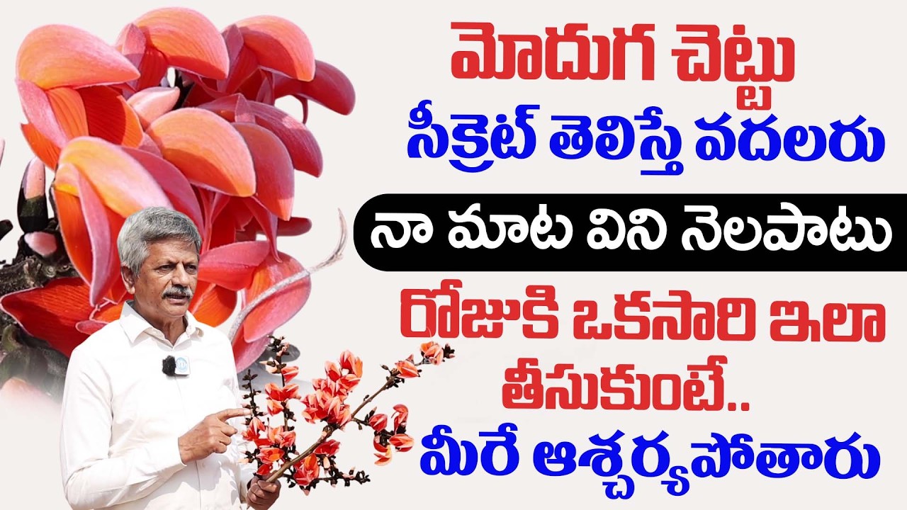 మోదుగ చెట్టు అద్భుత ఉపయోగాలు .. | Uses Of Moduga Chettu | Anjaneya Raju | iDream Health