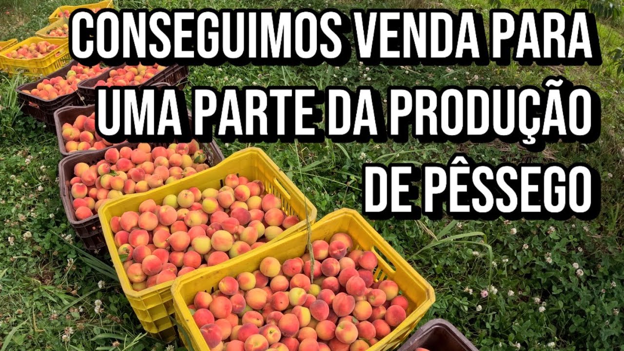 🍑NUNCA VI TANTO PÊSSEGO! COLHEITA FARTA NO SÍTIO