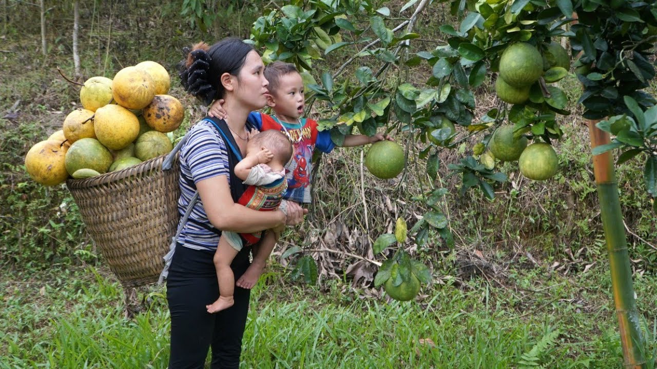 Small family: Picking grapefruit to sell - How to make fried rice to eat with daughter