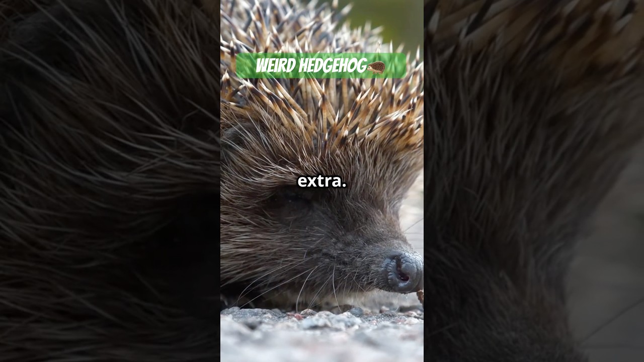 Hedgehog’s Weird  