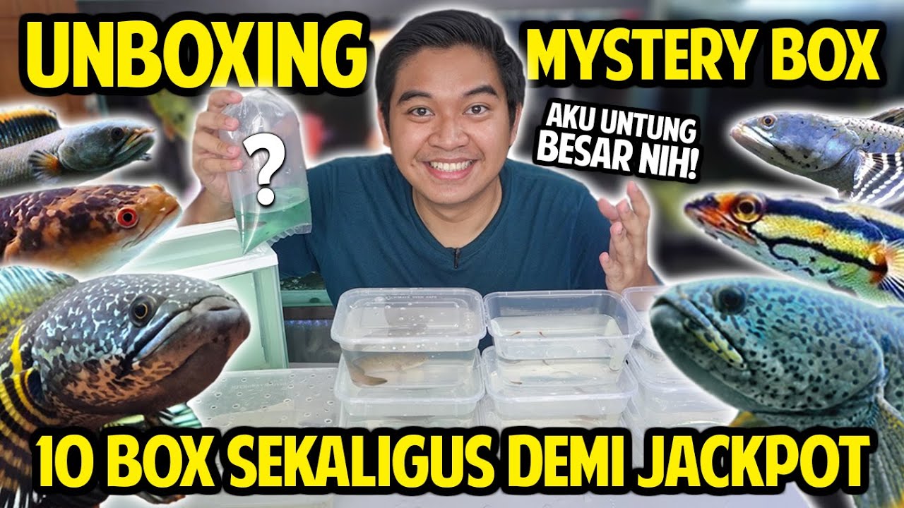 UNBOXING 10 MYSTERY BOX CHANNA! JACKPOT! AKU UNTUNG BESAR NIH! DAPAT BERMACAM-MACAM JENIS GABUS HIAS