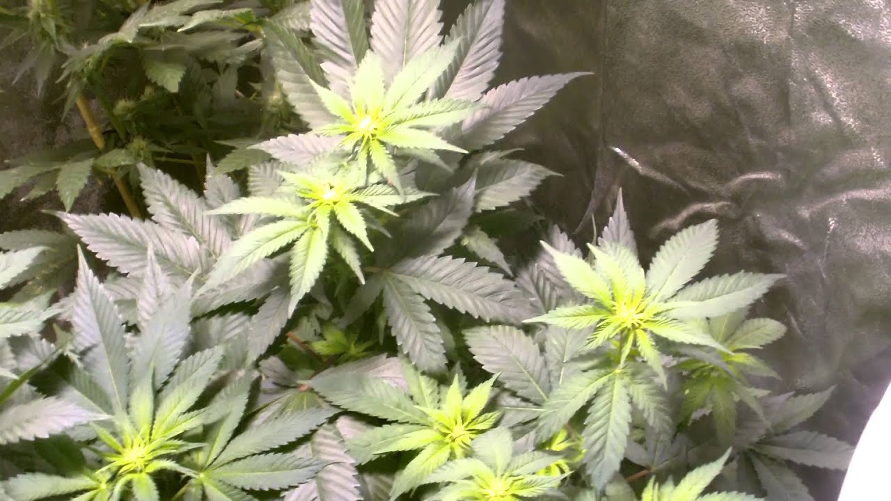 Pheno Tent Update #5