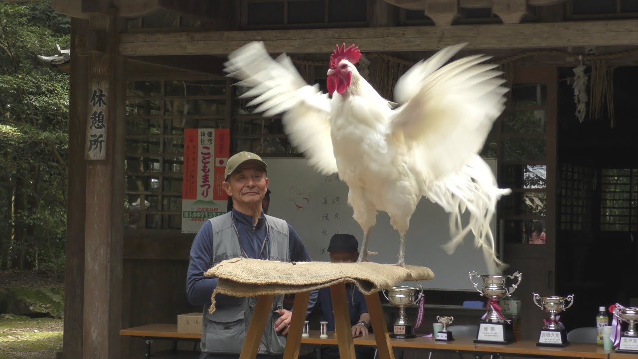 4K 長鳴き鶏鳴き合わせ会 彌彦神社絵馬殿 左側 2017-05-04