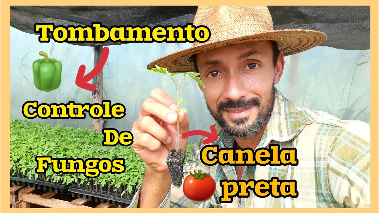 Canela preta e tombamento nas mudas de tomate, pimentão ,berinjela ,controle de fungos e bactéria.