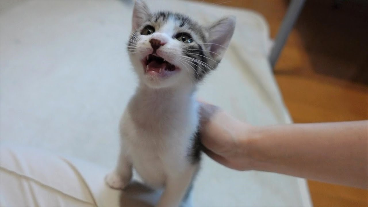 【生後45日】卒乳から３日…ミルクが恋しくなってしまった子猫