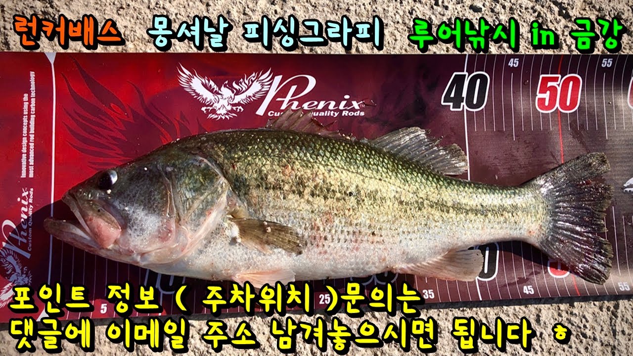 금강 루어낚시 런커배스 ( 오짜 빅배스 ) HIT
