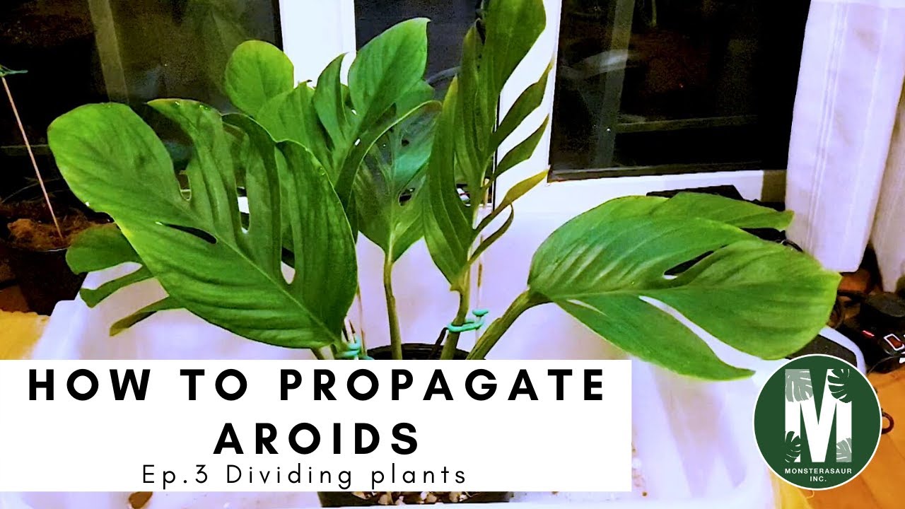 How to Propagate Aroids Ep.3 - Dividing Plants (Monstera PInnatipartita)