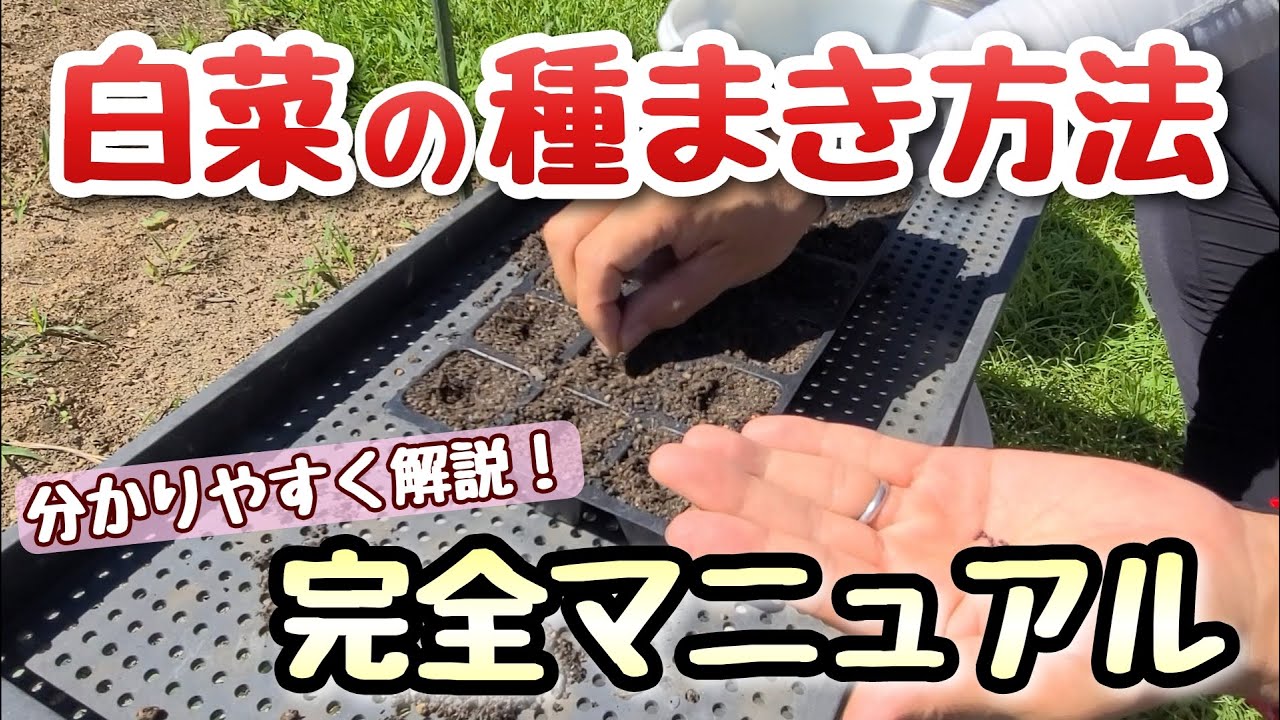 【白菜の種まき～育苗】基本ポイントを分かりやすく解説！2023