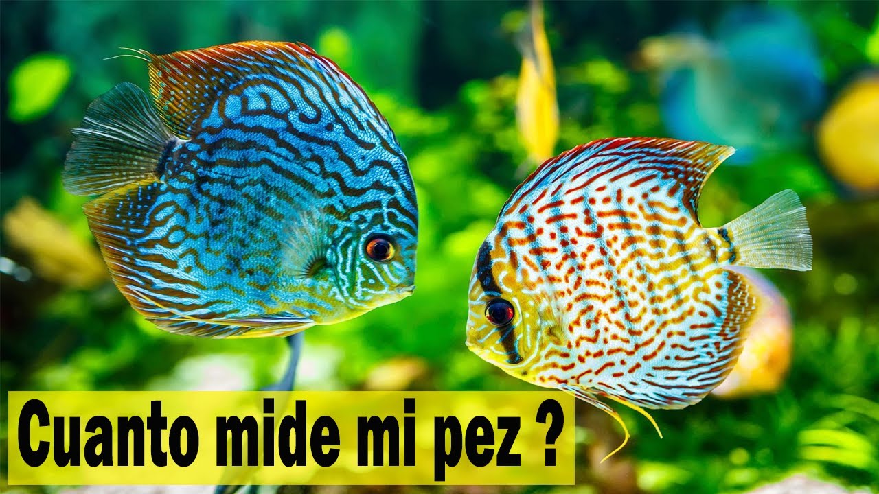 De que tamaño es mi pez disco? Aquí te decimos como medirlo