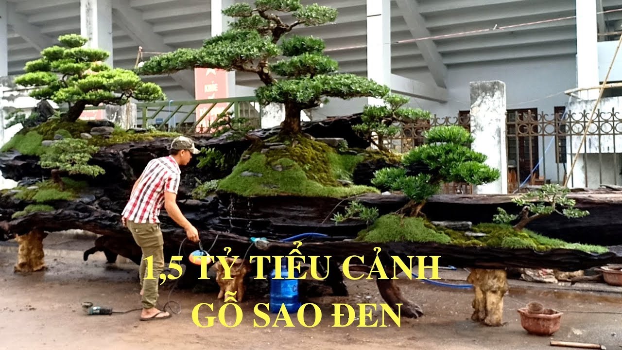 1,5 tỷ tiểu cảnh, cây sao đen mang ra để làm tiểu cảnh,đến từ Khánh Hòa